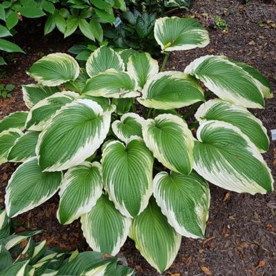 Hosta 'Bridal Falls' Hosta 'Bridal Falls'